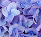 蓝色 花瓣 花开花落 花朵 盛开 绽放 开花 植物 鲜花 背景 
