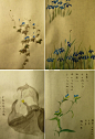 by：苏枕书
左上：牵牛 右上：玉蝉花（日文名菖蒲）  左下：葫芦花（ 日文名夕颜） 右下：鸭跖草
 
菖蒲（玉蝉花）、牵牛、鸭跖草、夕颜（葫芦花）。鸭跖草，日文中又叫露草，别名月草、萤草。《万叶集》中有一首和歌：“月草に 衣は摺らむ 朝露に 濡れてののちは うつろひぬとも”。以露草之色容易消褪比喻易变的人心，与朝露般无法长久的恋情。日本文学、绘画均十分偏爱此种细弱温柔的植物，多有歌咏与描绘。