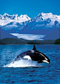 Orca in Alaskan Waters