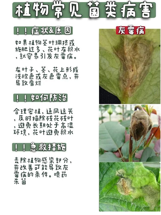 白粉、黑腐、黑斑…植物常见病害汇总 : ...