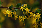 Ribes odoratum Wendl. 香茶藨