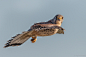 Photograph I&#x;27ll be watching you ! - Common Kestrel by Siegfried Noët on 500px