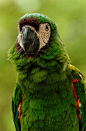 Green Parrot, Ecuador