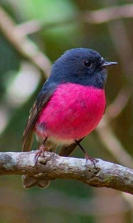 pink robin by sconte...
