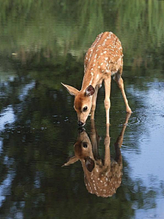 白子卿采集到<摄影>deer小鹿