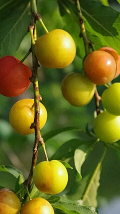 悦夏妮妮采集到手绘-食物