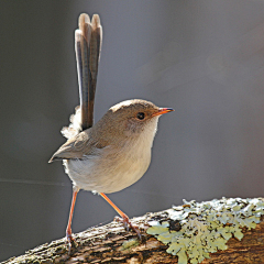 老付_23采集到Bird / 大鸟