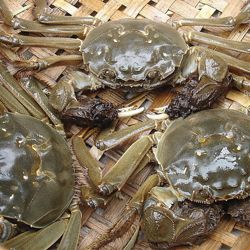 宁河特产七里海河蟹与阳澄湖大闸蟹齐名的河...