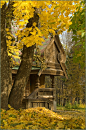 Autumn Forest, Russia. This structure is fantastic. I have always wanted a house like this in the forest! SWEET!