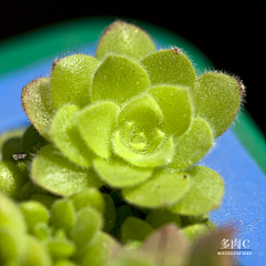 MrJack采集到多肉植物