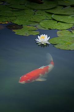 咲喵咪采集到海洋生物