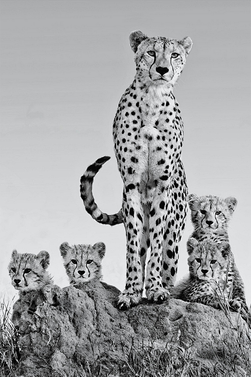 Family portrait from...