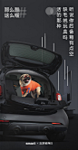 [米田主动设计] 汽车品牌smart拍摄公益海报，请来流浪猫狗当车模