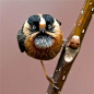 黑头长尾山雀

（Rufous-fronted Bushtit）