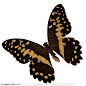昆虫世界-褐色的蝴蝶