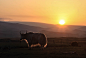 Yak under the amazing sunset