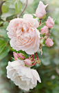 David Austin Roses 26