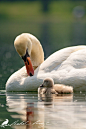 My child... - Mute swan (Cygnus olor) by PhotoDragonBird