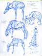 Animal Anatomy and Anatomy Sketchbook Studies, Terryl Whitlatch : Animal Anatomy for Tales of Amalthea, Science of Creature Design, and Schoolism.com