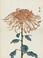 from Art of the Japanese Chrysanthemum