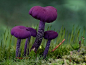 紫色的 #蘑菇#   好漂亮