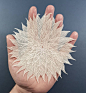 I Create Detailed And Delicate Flower Art, Which Can Take Up To 40 Hours To Complete (27 Pics) : My name is Pippa Dyrlaga and I am a paper cutting artist based in Yorkshire, England.