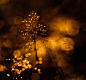 Bokeh : Photo series wrapped around the theme of bokeh - one of my most photographed motif in nature.
