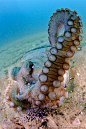 octopus vulgaris