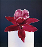“诡异”之美——罗伯特·梅普尔索普的花卉摄影 | 摄影之友