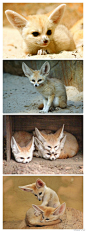 耳廓狐（学名：Vulpes zerda）是世界上最小的犬科动物，如小猫一般大小。具有从乳白色至淡黄色的皮毛，白色的腹面和一条未梢呈黑色的尾巴。为了在热而柔软的沙地上行走时对足加以保护，它的足底被有柔毛。巨大的耳朵易于鉴别，耳长15厘米，耳朵与身躯的比例在食肉动物中首屈一指。#疯狂动物城#