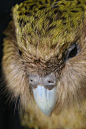 File:New Zealand Kakapo Felix.jpg【鸮鹦鹉是一种夜行性鹦鹉，全身披上黄绿色的细点，是新西兰的特有种。】它面上有鸮形目独有的面盘羽毛排列，有独特的感受器－羽须，大而灰的喙，短腿大脚，翅膀及相对地短的尾巴。它的不同习性使它成为一种相当独特的品种－它是世上唯一一种不会飞行的鹦鹉，体型冠绝同类、夜行性、草食性，表现出两性异形的身体结构，基础代谢率缓慢，雄性不负责照顾幼小，也是唯一一种实行一夫多妻制、并实行求偶场交配制度的鹦鹉。有研究指它也可能是世界上寿命最长的鸟类。现时鸮鹦鹉是极危