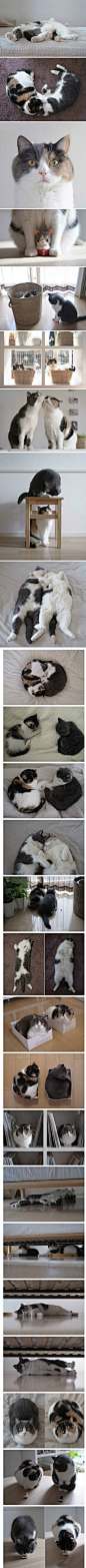 日本埼玉县有一对猫兄妹，黑毛是哥哥，花猫是妹妹。他们虽然个性迥异，但是感情却超级好，不但喜欢的东西类似，连窝的地方、做出來的动作也经常相同，甚至还会手牵手、围成猫太极一起享受午睡時光。