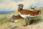 【Archibald Thorburn (1860-1935)】Thorburn_Archibald_Great_Bustards