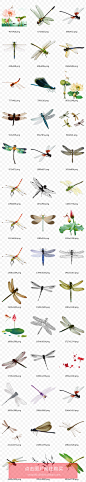 手绘国画夏季飞虫昆虫类动物飞翔的蜻蜓小清新荷花荷叶插画N077