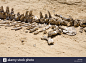 fossilised-bones-of-ancient-whales-in-the-valley-of-the-whales-wadi-BJXR0W.jpg (1300×956)