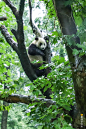 爬树的大熊猫-拍摄于成都都江堰中华大熊猫苑