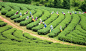 ็Harvesting tea in plantation