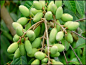 【橄榄】
又名青果，因果实尚呈青绿色时即可供鲜食而得名。橄榄果富含钙质和维生素C，于人有大益。它是一种常绿乔木