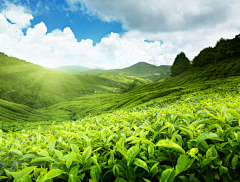 杉木的世界采集到林海_花海_草地