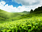 蓝天下的绿色茶园图片素材下载(图片编号:20140312100037)-自然风景-自然景观-图片素材 - 聚图网 taopic.com