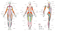女人体三视图-肌肉内容