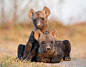 Will Burrard-Lucas : Explore Will Burrard-Lucas's 378 photos on Flickr!