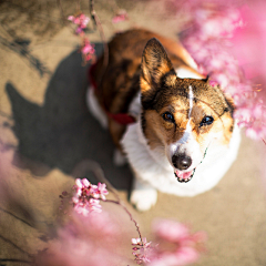 骑着猪的驴打滚采集到Doggie