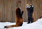 原来小熊猫的这个动作是在威吓对方，我礼貌性的害怕下好了