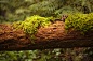 Photograph Fallen Log by Mark S on 500px