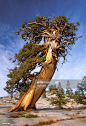 juniperus-occidentalis-picture-id138052108 (698×1024)