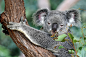 Koala portrait photo by David Clode (@davidclode) on Unsplash : Download this photo in Kuranda, Australia by David Clode (@davidclode)