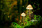 蘑菇,童话故事,森林,夜晚,秘密正版图片素材