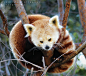 Sleepy Red Panda by WindInTheCoffeeCup