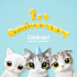 Sugar Cat's 1st Anniversary : Celebrate Sugar Cat's 1st Anniversary!#HappyBirthday #Sugarcat!